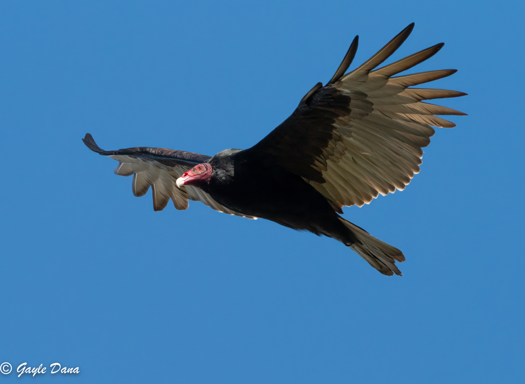 N California Wildlife Refuges Oct 15 And 16 2025